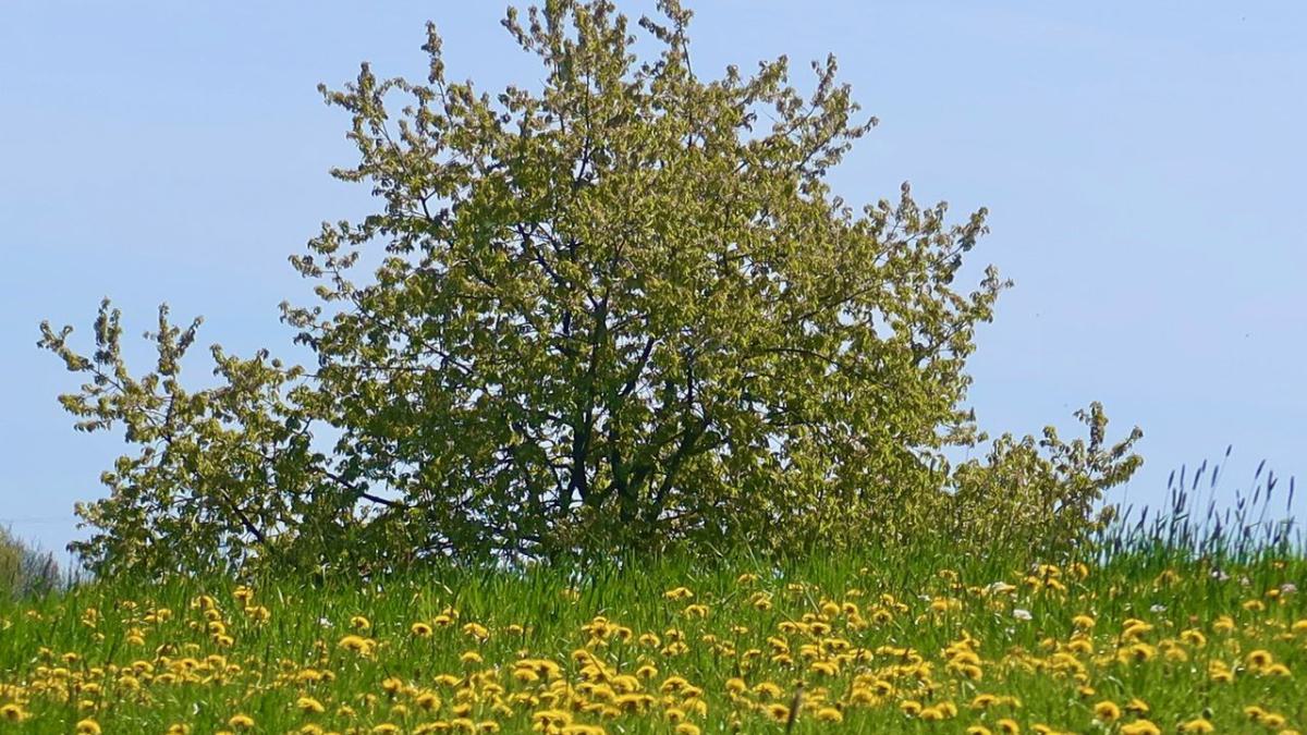 Frühling